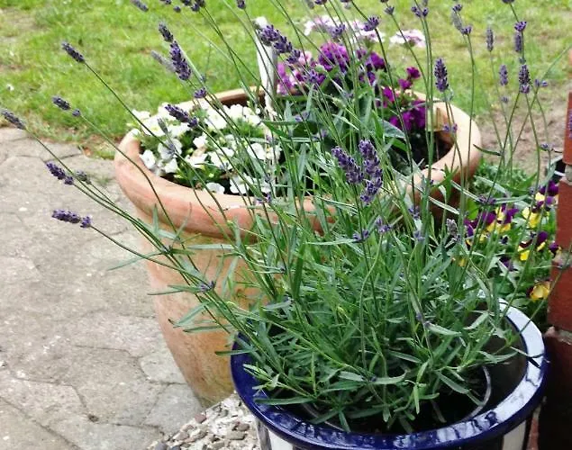 Ferienhaus Reiterhof Winandy *